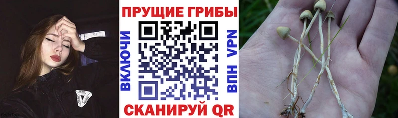 shop телеграм  Нижнеудинск  Галлюциногенные грибы Psilocybine cubensis 